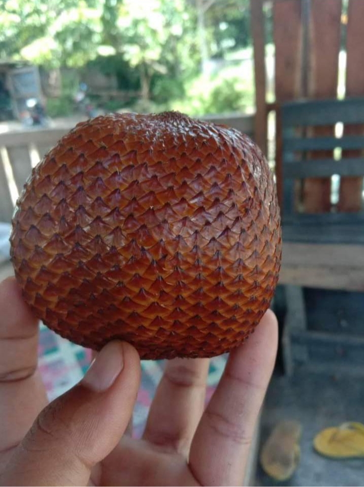 Buah Salak hasil kebun masyarakat Desa Batu Mbekhong.